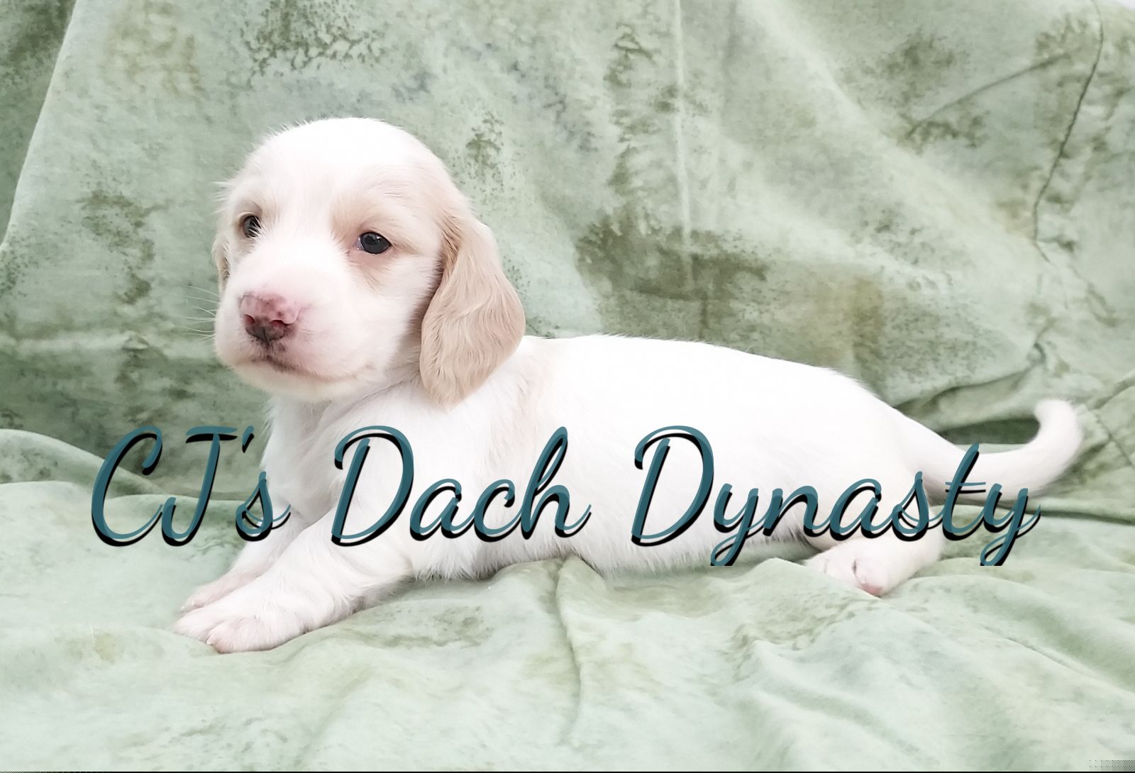 Big Brother 3500 - Cream male Dachshund puppy in Gatesville, Texas from CJ's Dach Dynasty