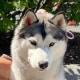 Lacey - Siberian Husky