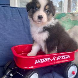 Chloe - Black tri-color female Australian Shepherd puppy in Landenberg, Pennsylvania from Aussie4Life