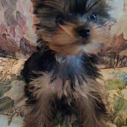 No name - Black and tan female Yorkshire Terrier puppy in Mocksville, North Carolina from Charlene's Yorkshire Terriers