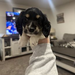 Camo - Piebald male Dachshund puppy in Mc Alester, Ok, Oklahoma from New Hope Miniature Dachshunds