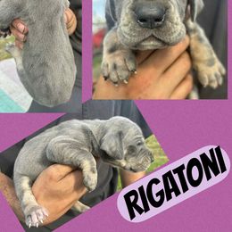 RIGATONI - Blue female Great Dane puppy in Bolivar, New York from Prophecy Danes