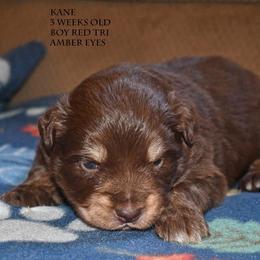 Kane - Red tri male Miniature Australian Shepherd puppy in Patterson, North Carolina from DreamLine Aussies