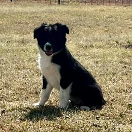 Neva - Black & white female Australian Shepherd puppy in Piedmont, Oklahoma from HeartDriven Aussies