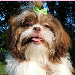 Laralie - Shih Tzu