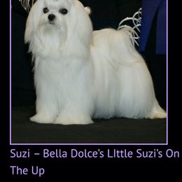 Maltese Puppies from Bella Dolce Maltese