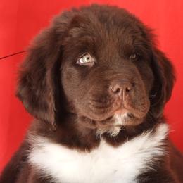 Newfoundland Puppies from Newfforu
