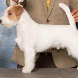 Russell Terrier All Grown Up from Journey's End