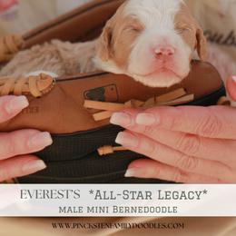 Champ - Red male Bernedoodle puppy in Jackson, Missouri from Pincksten Family Doodles