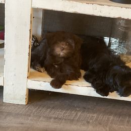 Cavapoo and Havapoo Puppies from Perfectly Playful Doodles