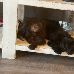 Cavapoo and Havapoo Puppies from Perfectly Playful Doodles