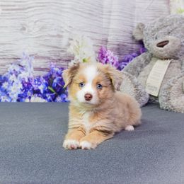 Red merle boy 3 - Red merle male Miniature Australian Shepherd puppy in Orlando, Florida from iHeart Mini Aussies