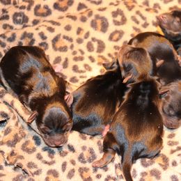 Yorkshire Terrier Puppies from Peggy's Yorkies