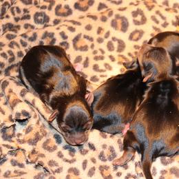 Yorkshire Terrier Puppies from Peggy's Yorkies