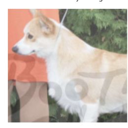 Annie - Pembroke Welsh Corgi