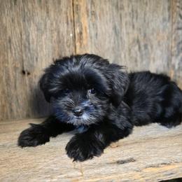 Rory - Black and tan male Yorkshire Terrier puppy in Mountain Grove, Missouri from Precious Puppies