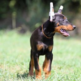 Nymor - Black and rust male Doberman Pinscher puppy in Rockwall, Texas from Elitehaus