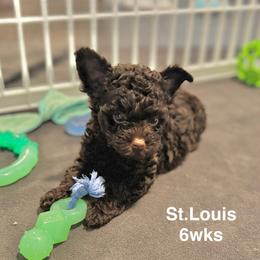 St. Louis - Chocolate male Yorkipoo puppy in Waldorf, Maryland from Luv My Yorkies, LLC