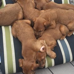 Irish Terrier Puppies from Woodley Meadows