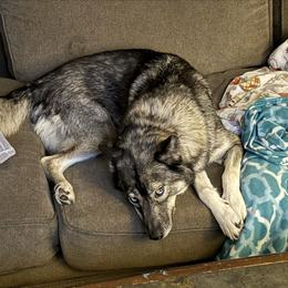 Chili - Siberian Husky