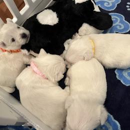 West Highland White Terrier Puppies from Judith's West Highland White Terriers