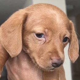 Dachshunds from Jae’s Puppy House
