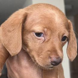Dachshunds from Jae’s Puppy House