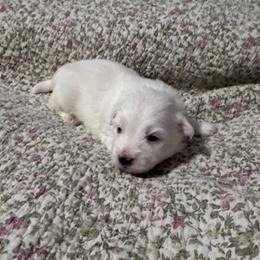 Bingo - White male Coton de Tulear puppy in Timber, Oregon from Sterling’s Sweet Cotons