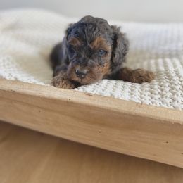 Bernedoodle, Goldendoodle, and Poodle Puppies from Central Valley Canine Companions