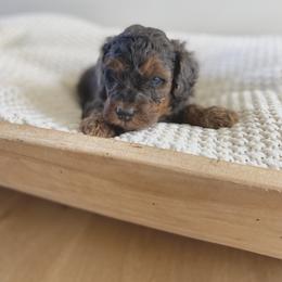 Bernedoodle, Goldendoodle, and Poodle Puppies from Central Valley Canine Companions
