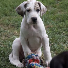 Great Dane Puppies from Cook’s Gentle Giants
