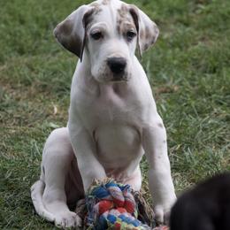 Great Dane Puppies from Cook’s Gentle Giants