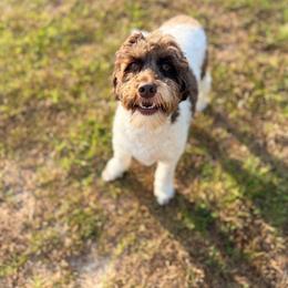 JP - Chocolate male Australian Labradoodle puppy in Calhoun, Louisiana from Arrowhead Australian Labradoodles