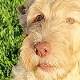 Goldendoodles from Poppy's Doodles