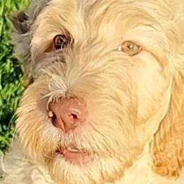 Goldendoodles from Poppy's Doodles