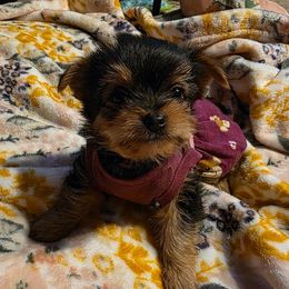 Girl 1 - Black and tan female Yorkshire Terrier puppy in Strunk, Kentucky from Hip Hoppin Yorkies