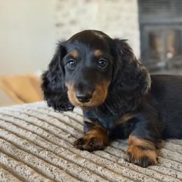 Diesel - Dachshund