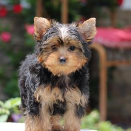DALLAS - Black and tan male Yorkshire Terrier puppy in Hughesville, Missouri from Puppykiss4u