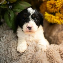Cavapoo Puppies from Curly Q Cavapoos