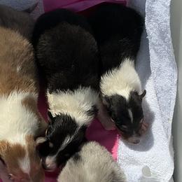 Girl 4 - female Collie puppy in St Stephens, Wyoming from Desert Kennels
