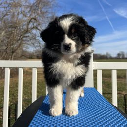 Miniature American Shepherd Puppies from LF Ranch