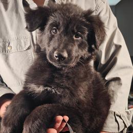Keeper (Black collar) - Black male German Shepherd puppy in Columbus, Indiana from Stony Lonesome GSD