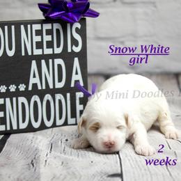 Snow White (Purple Collar) girl - Parti female Goldendoodle puppy in Corona, California from Fluffy Puppy Mini Doodles LLC