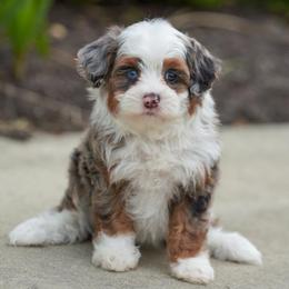 Ginger - Merle female Bernedoodle puppy in Dundee, Ohio from Down Home Doodle