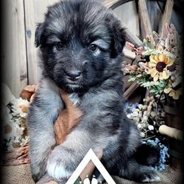 Moxie - Black and tan female German Shepherd puppy in Sequim, Washington from German Shepherd Haus