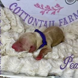 Pearl - Dachshund puppy from Holder’s Doxie Farm