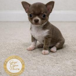 Kip - Chocolate and white male Chihuahua puppy in De Quincy, Louisiana from Guys Cajun Paws