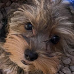 Honey - Black and gold female Yorkshire Terrier puppy in Rio Rancho, New Mexico from Yorkie Envy, LLC