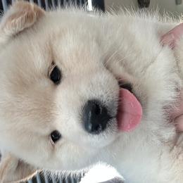 Shiba Inu from Christy's Shiba Inus