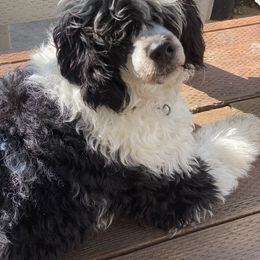 Portuguese Water Dog puppies from Farallon PWDs